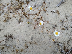 Amauria brandegeeana