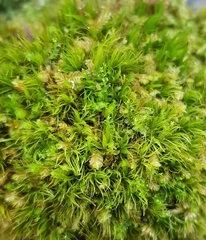 Plagiochila punctata