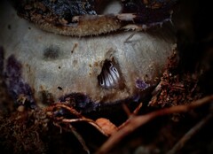 Cortinarius archeri