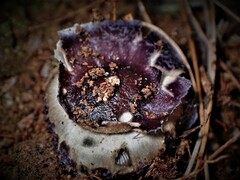 Cortinarius archeri