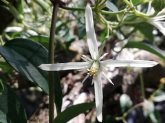 Clematis pubescens