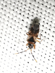 Scolopostethus cognatus