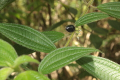 Miconia lacera