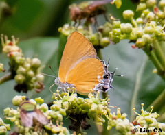Pseudotajuria donatana