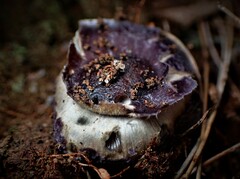 Cortinarius archeri