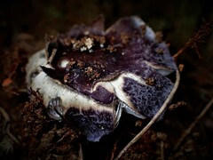 Cortinarius archeri