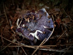 Cortinarius archeri