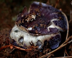 Cortinarius archeri