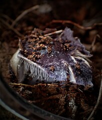 Cortinarius archeri