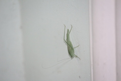 Anaulacomerina