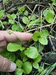 Pyrola minor