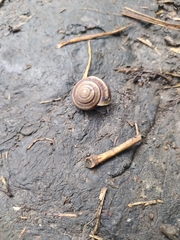 Karaftohelix maackii