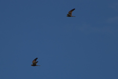 Falco rupicoloides