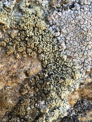 Pertusaria pseudocorallina