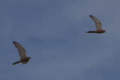 Falco rupicoloides