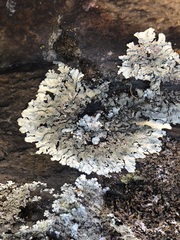 Xanthoparmelia tinctina