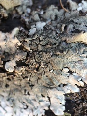 Xanthoparmelia tinctina