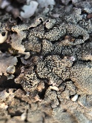 Xanthoparmelia tinctina