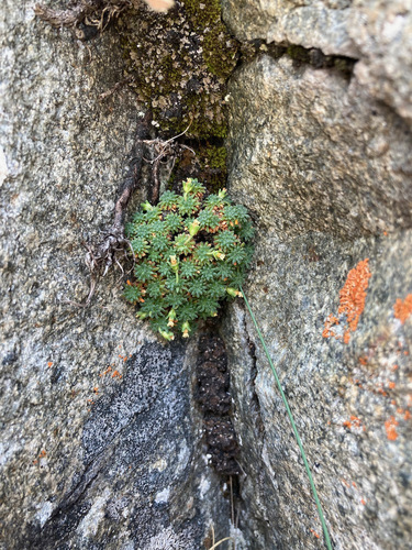 Androsace pyrenaica (Androsace pyrenaica)