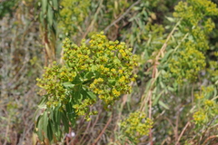 Euphorbia dendroides