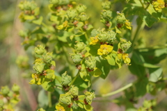 Euphorbia dendroides