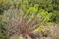 Euphorbia dendroides