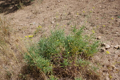 Diplotaxis tenuifolia