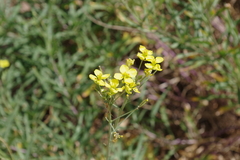 Diplotaxis tenuifolia