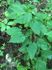 Dioscorea quaternata