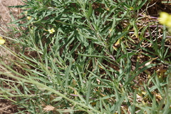 Diplotaxis tenuifolia