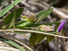 Polygala alpestris