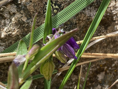 Polygala alpestris