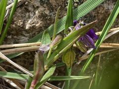 Polygala alpestris