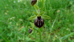 Ophrys sphegodes epirotica