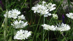 Orlaya grandiflora