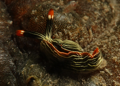 Thuridilla gracilis
