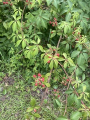 Rubus