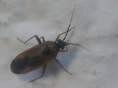 Plagiognathus arbustorum