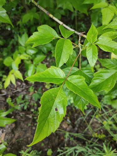 Acer negundo