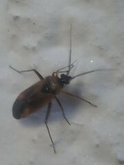 Plagiognathus arbustorum