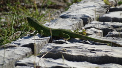 Lacerta trilineata major