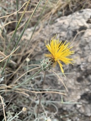 Centaurea granatensis