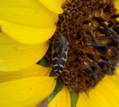 Acmaeodera mixta