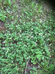 Trifolium repens
