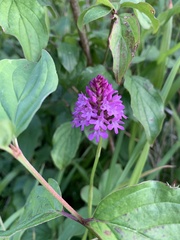 Anacamptis pyramidalis