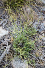 Bupleurum fruticescens