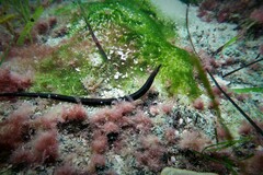 Pugnaso curtirostris