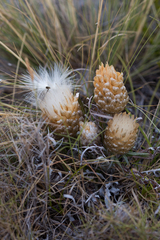 Leuzea conifera