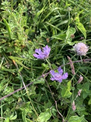 Scabiosa columbaria