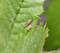 Chrysopilus asiliformis